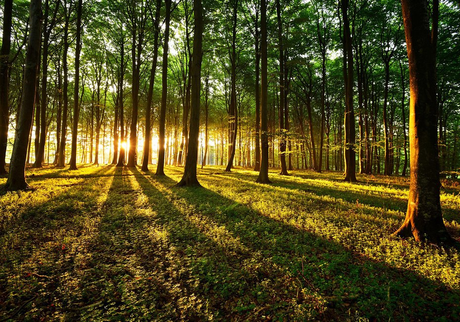 Fototapeta - las, drzewa, słońce