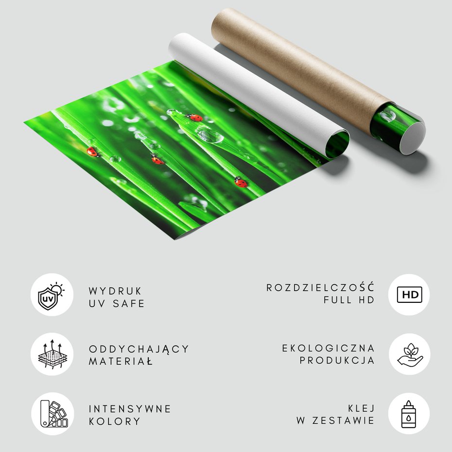 Fototapeta - biedronki, trawa, krople