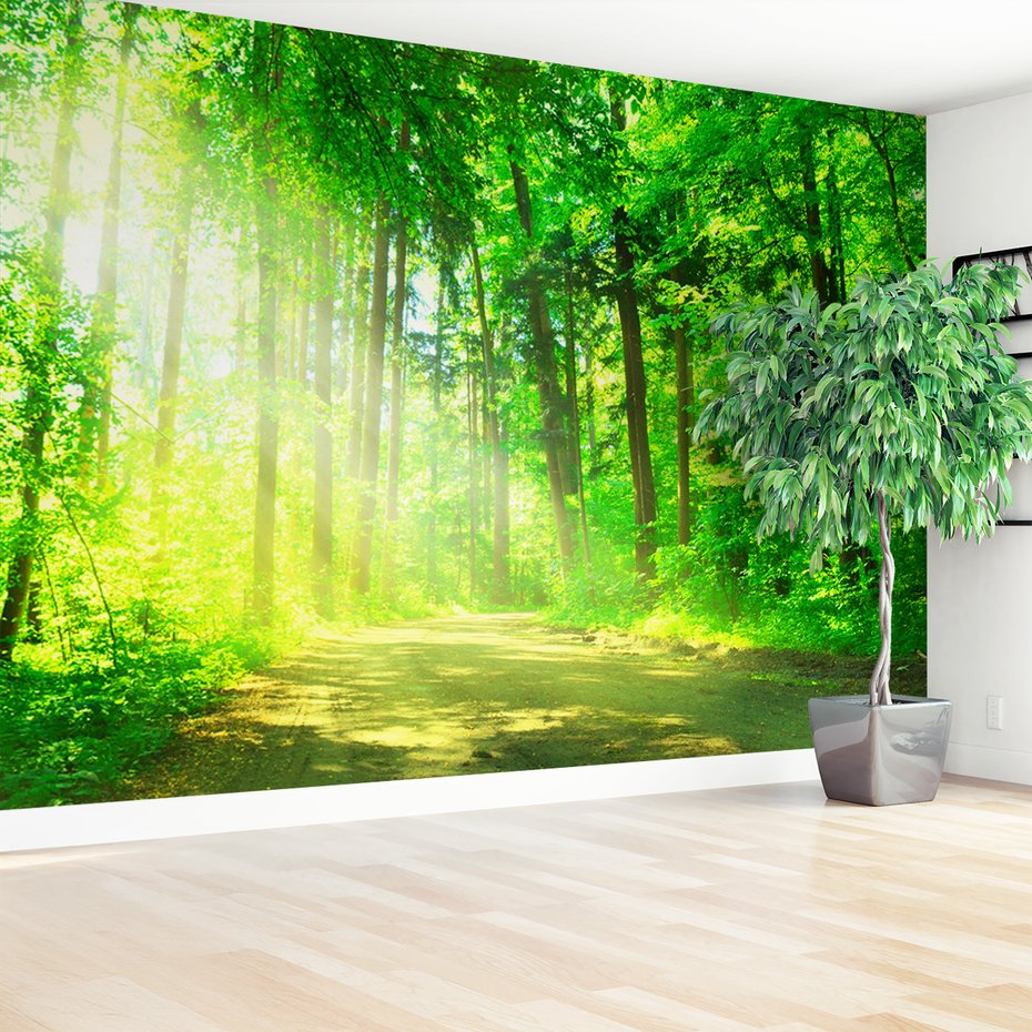 Fototapeta - las, drzewa, przyroda