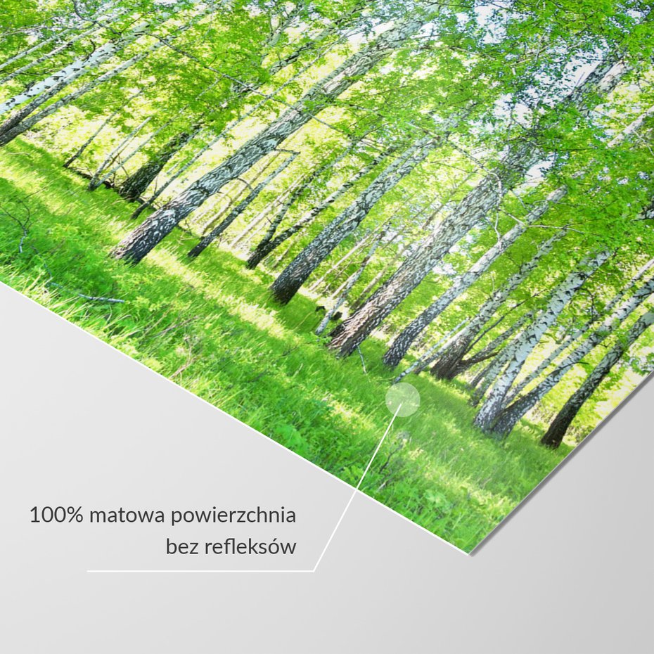 Fototapeta - las, brzozy, natura