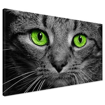 Obraz na płótnie - kot, oczy, zbliżenie