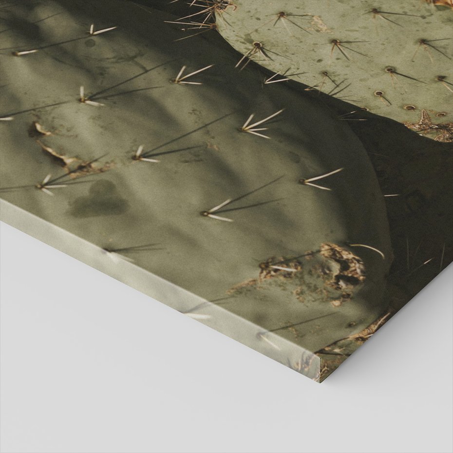 Obraz na płótnie - kaktus, kolce, pustynia