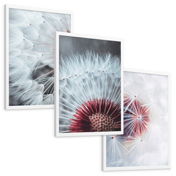 Zestaw obrazy w ramie, plakaty - dmuchawiec, natura, makro - rama biała