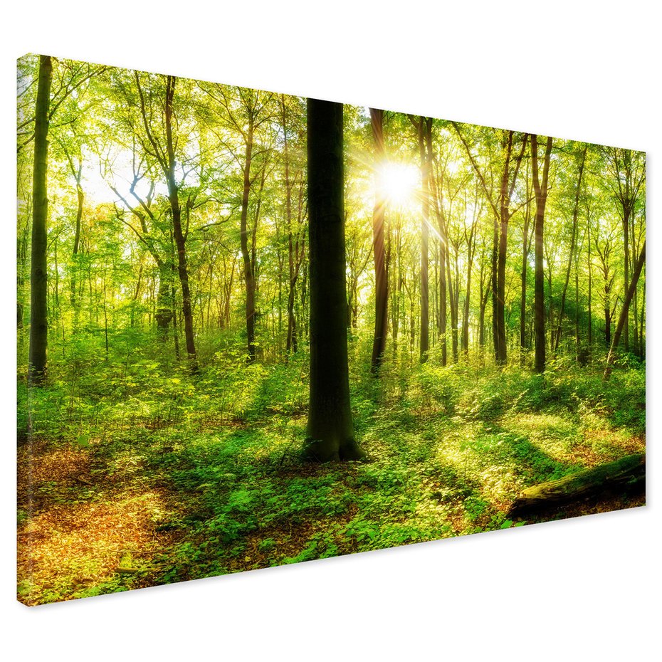 Obraz na płótnie - las, drzewa, słońce