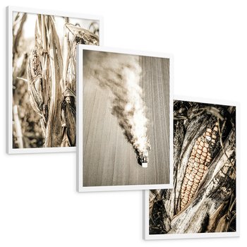 Zestaw obrazy w ramie, plakaty - kukurydza, pole, rolnictwo - rama biała