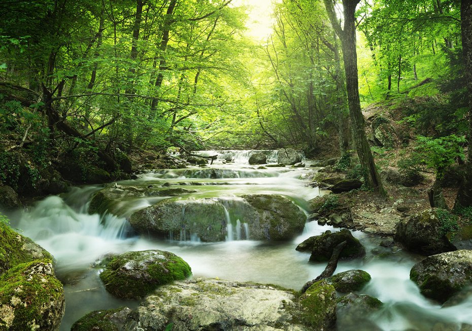 Fototapeta - las, rzeka, wodospad