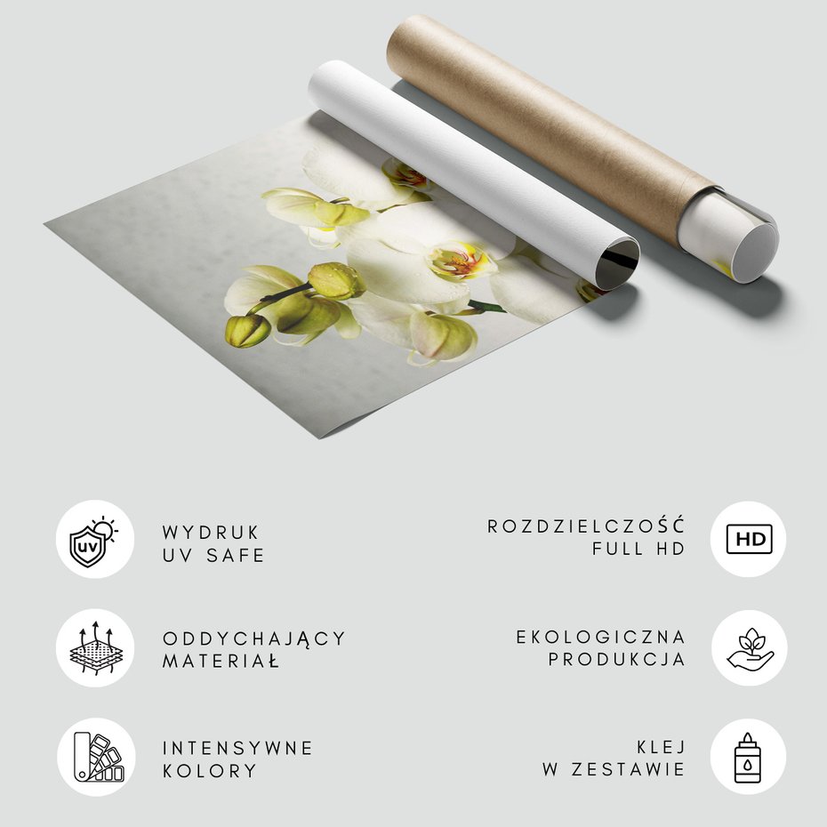 Fototapeta - orchidee, kwiaty, białe