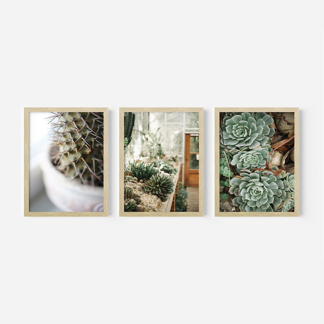 Zestaw obrazy w ramie, plakaty - kaktus, sukulenty, rośliny - rama drewno