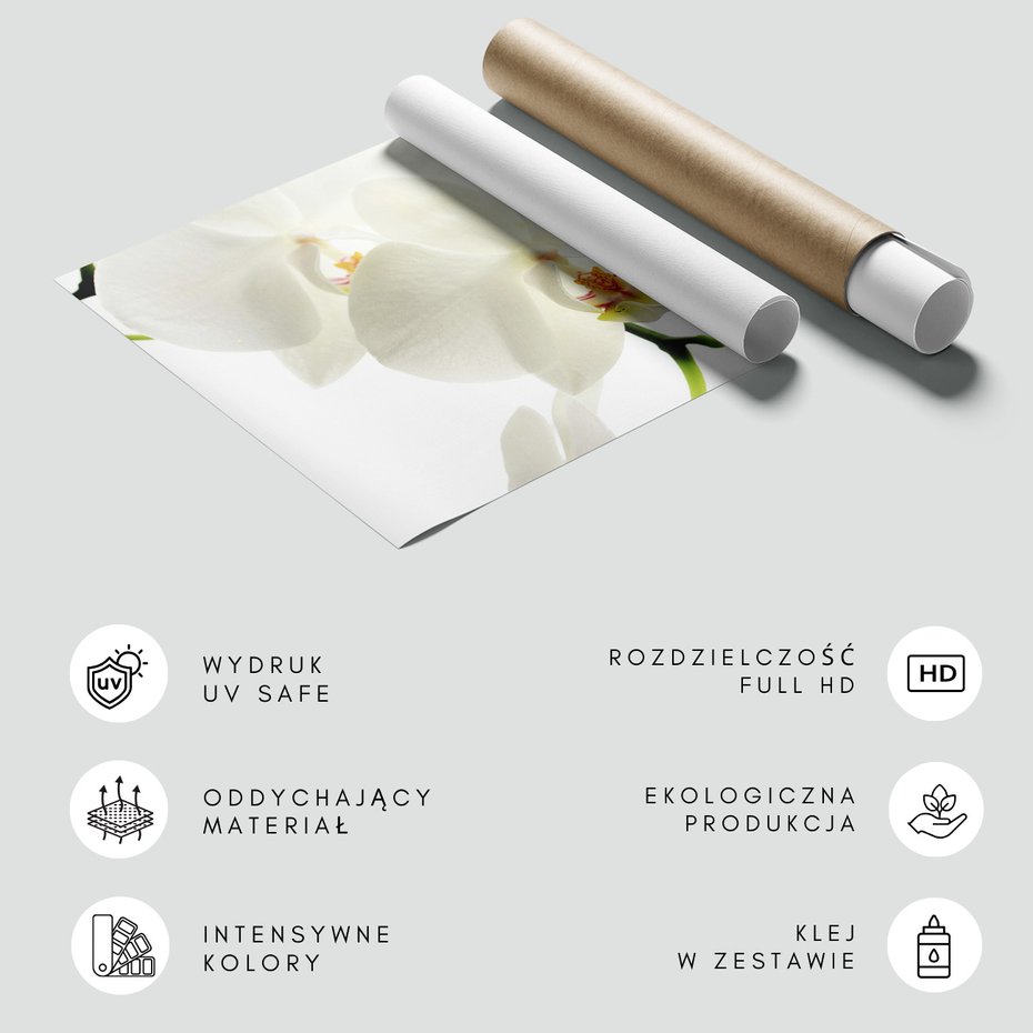 Fototapeta - orchidea, kwiat, biały