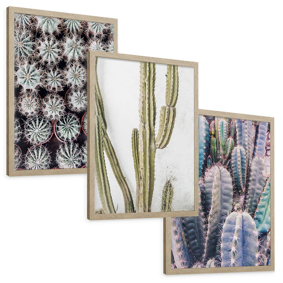 Zestaw obrazy w ramie, plakaty - kaktusy, rośliny, kolce - rama drewno