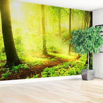 Fototapeta - las, drzewa, natura