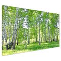 Obraz na płótnie - las, brzozy, natura