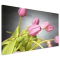 Obraz na płótnie - tulipany, kwiaty, różowy