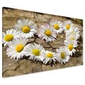 Obraz na płótnie - kwiaty, stokrotki, natura