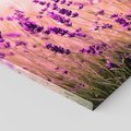 Obraz na płótnie - lawenda, kwiaty, pole