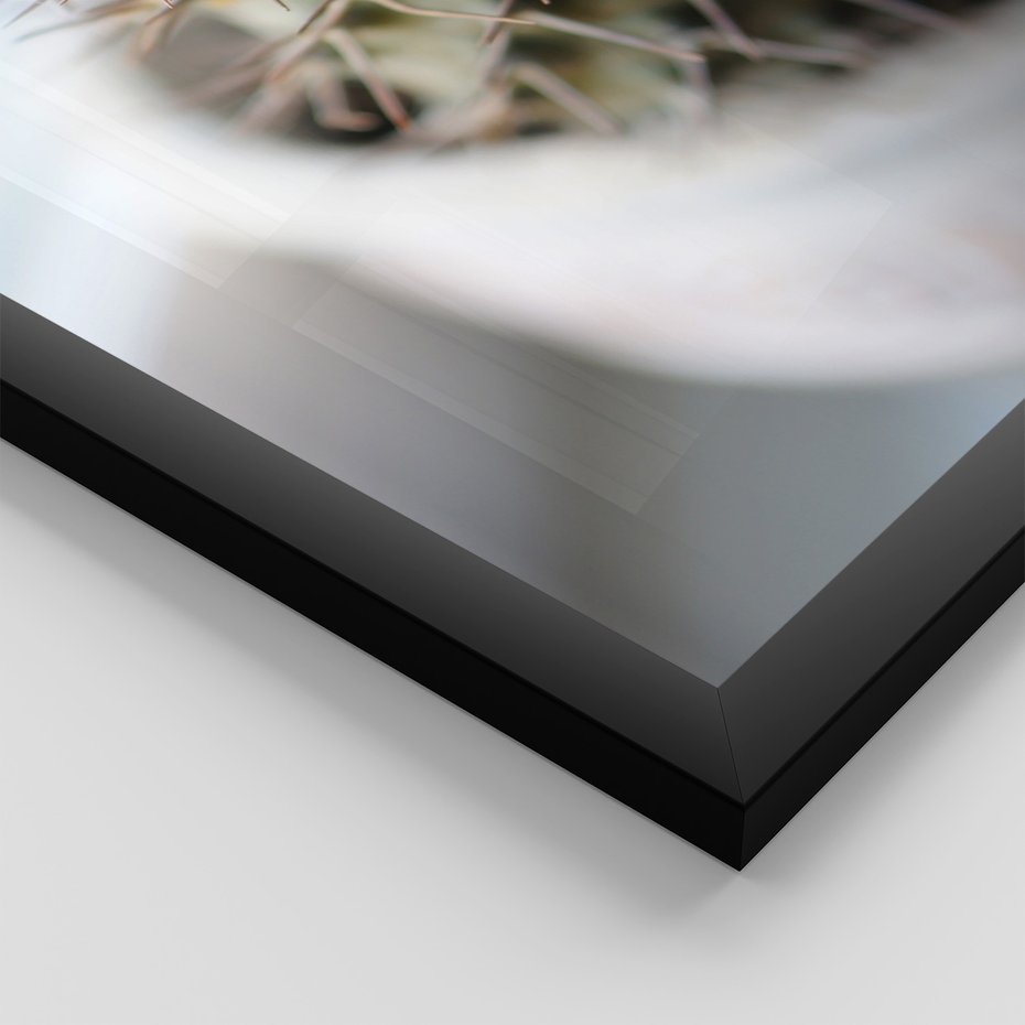 Zestaw obrazy w ramie, plakaty - kaktus, sukulenty, rośliny - rama czarna