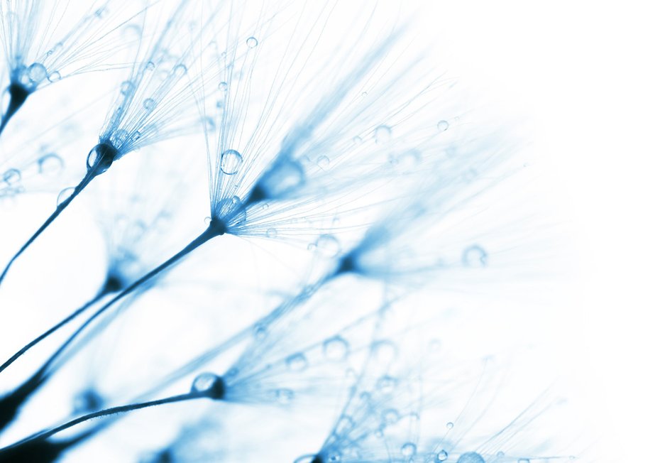 Fototapeta - dmuchawiec, krople, delikatność