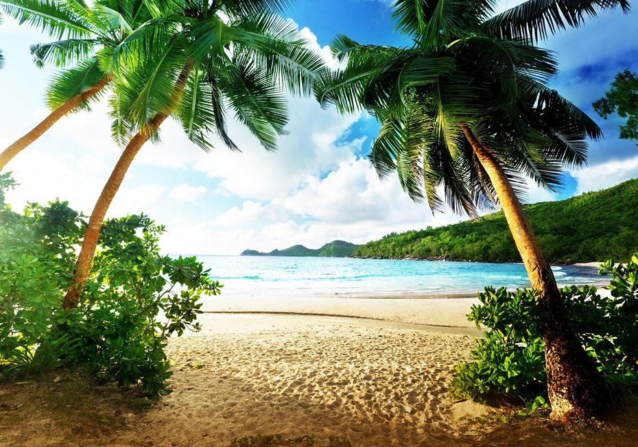 Fototapeta - plaża, palmy, morze