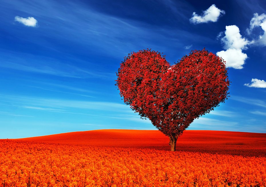 Fototapeta - drzewo, serce, krajobraz