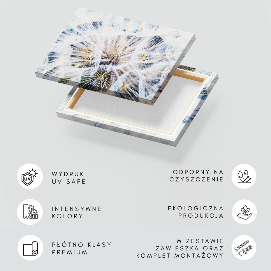 Obraz na płótnie - dandelion, nasiona, dmuchawiec