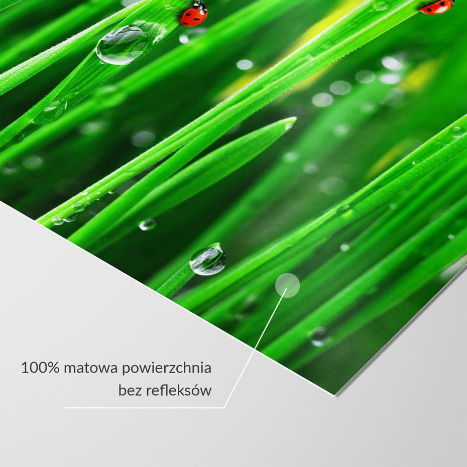 Fototapeta - biedronki, trawa, krople