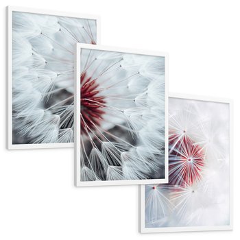 Zestaw obrazy w ramie, plakaty - dmuchawiec, natura, nasiona - rama biała