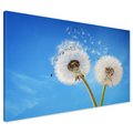Obraz na płótnie - dmuchawiec, niebo, natura