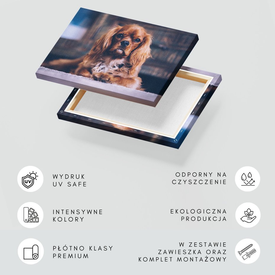 Obraz na płótnie - pies, portret, zwierzę