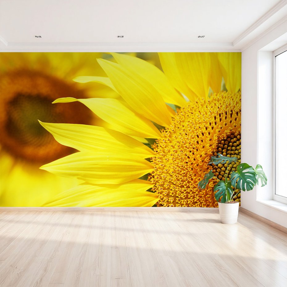 Fototapeta - słonecznik, kwiat, żółty