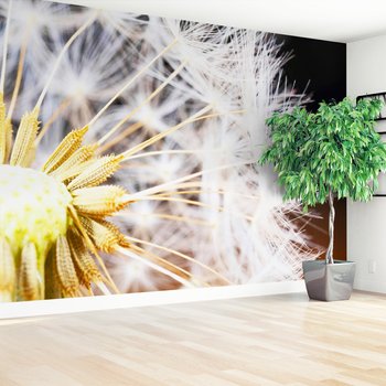 Fototapeta - dmuchawiec, natura, nasiona