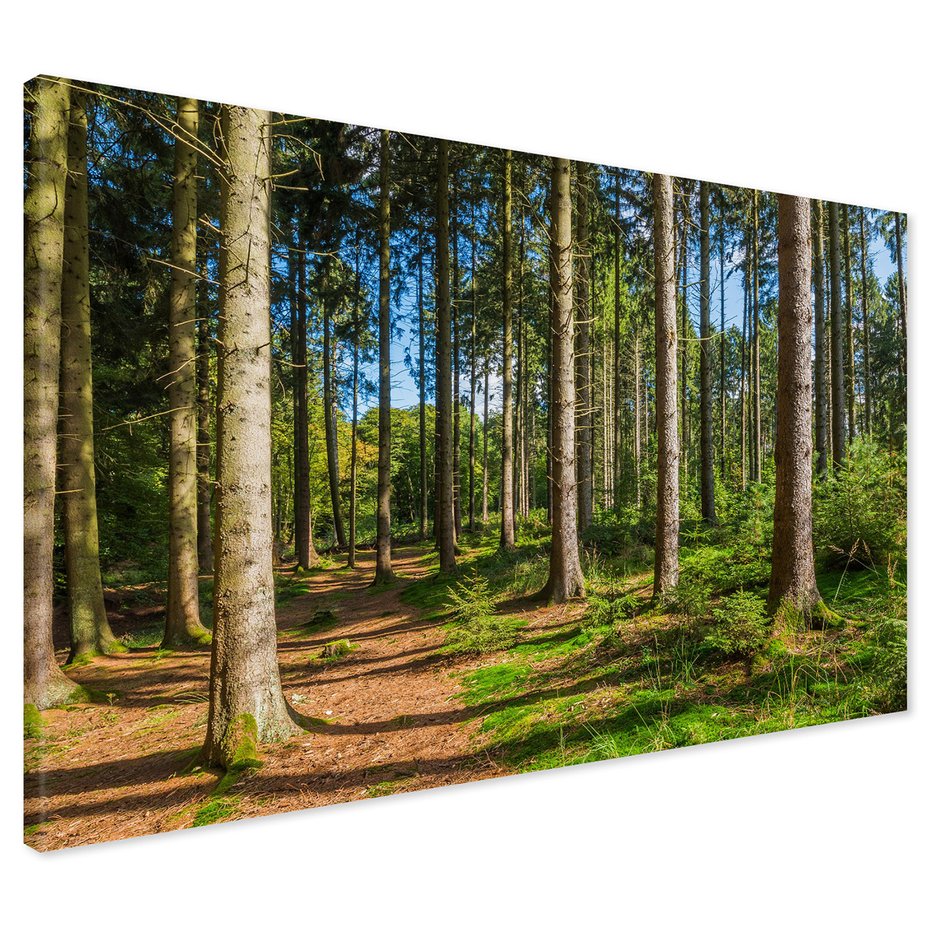 Obraz na płótnie - las, drzewa, natura