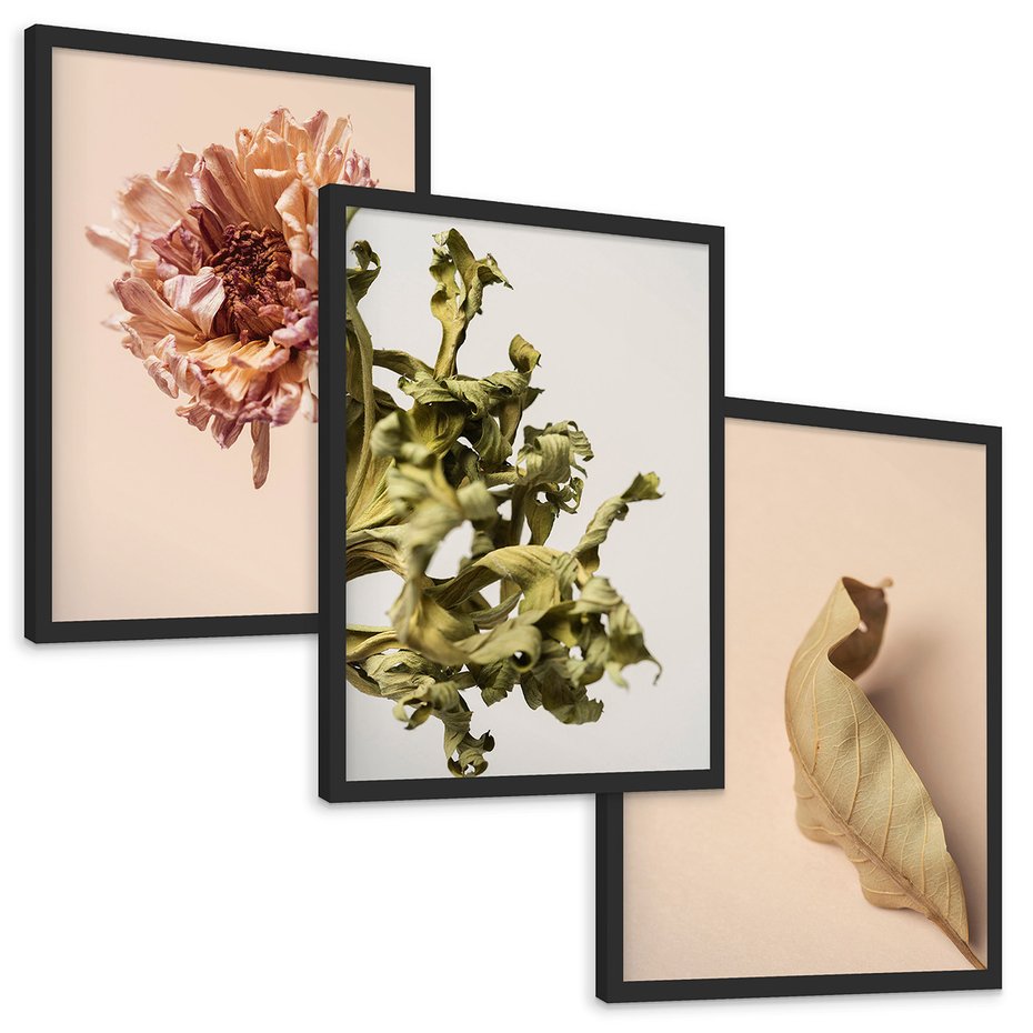Zestaw obrazy w ramie, plakaty - liść, kwiat, suchy - rama czarna