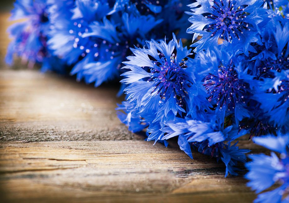 Fototapeta - kwiaty, drewno, niebieski