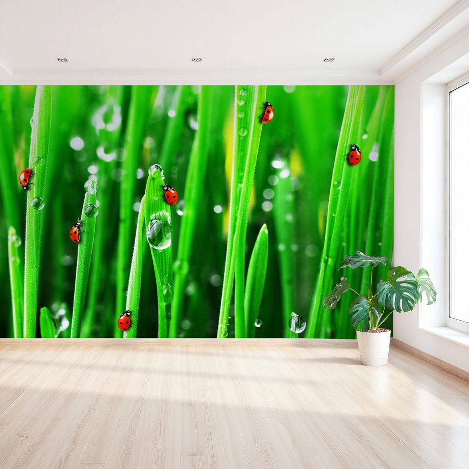 Fototapeta - biedronki, trawa, krople