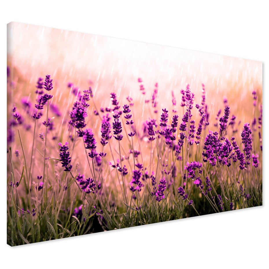 Obraz na płótnie - lawenda, kwiaty, pole