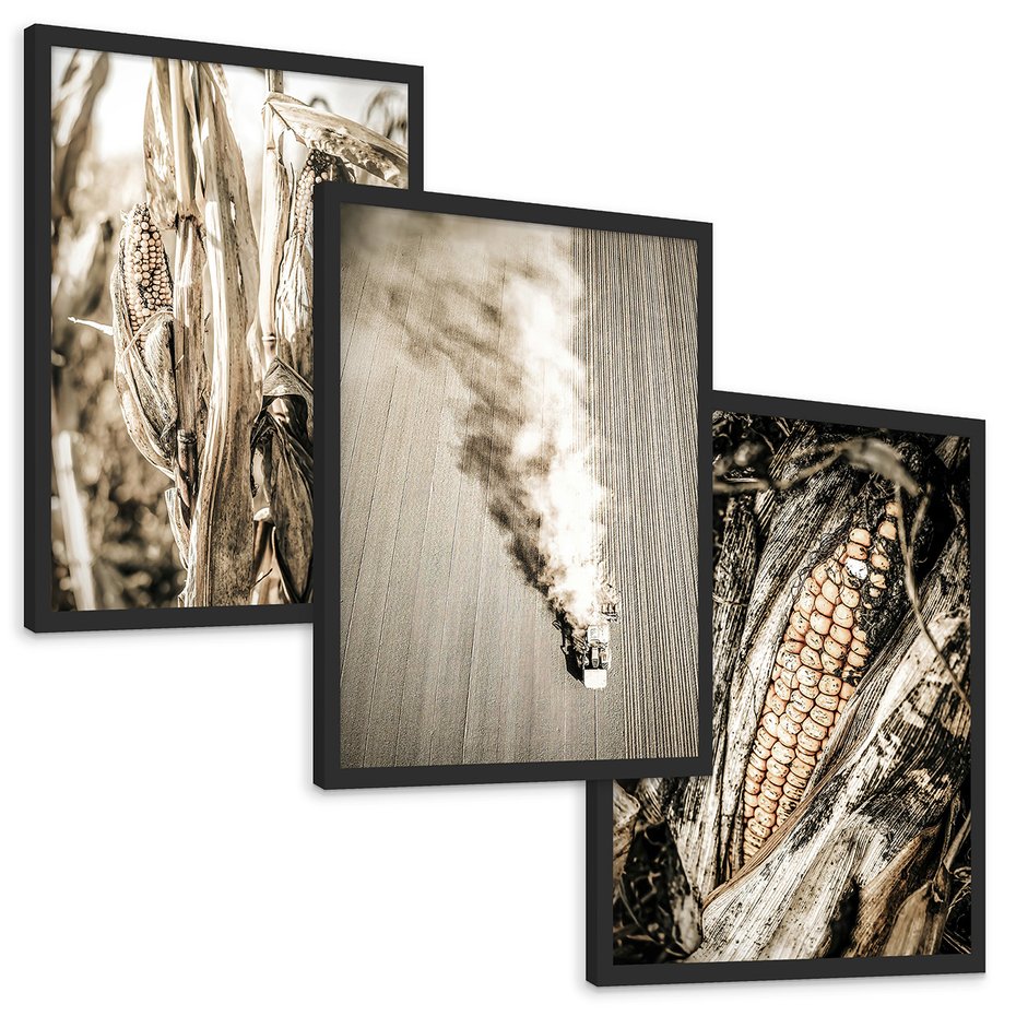 Zestaw obrazy w ramie, plakaty - kukurydza, pole, rolnictwo - rama czarna