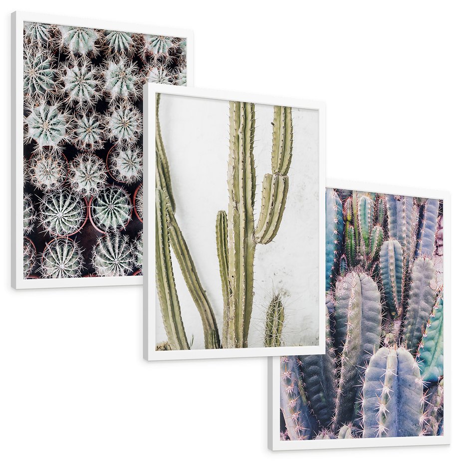 Zestaw obrazy w ramie, plakaty - kaktusy, rośliny, kolce - rama biała