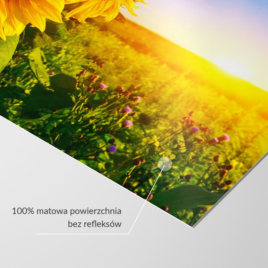 Fototapeta - słoneczniki, pole, lato