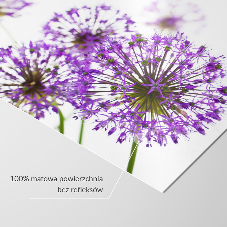 Fototapeta - kwiat, fioletowy, kulisty