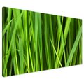 Obraz na płótnie - trawa, zielony, liście