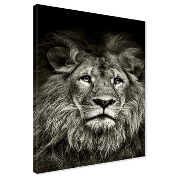 Obraz na płótnie - Lew, Portret, Drapieżnik