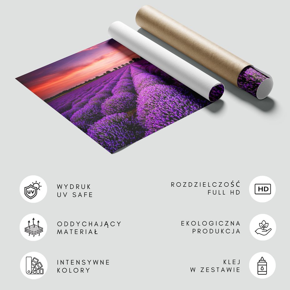 Fototapeta - lawenda, pole, zachód słońca