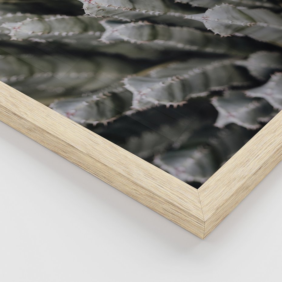 Zestaw obrazy w ramie, plakaty - kaktus, sukulent, roślina - rama drewno