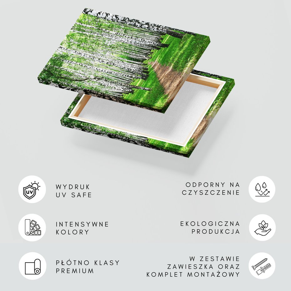 Obraz na płótnie - las, brzozy, natura