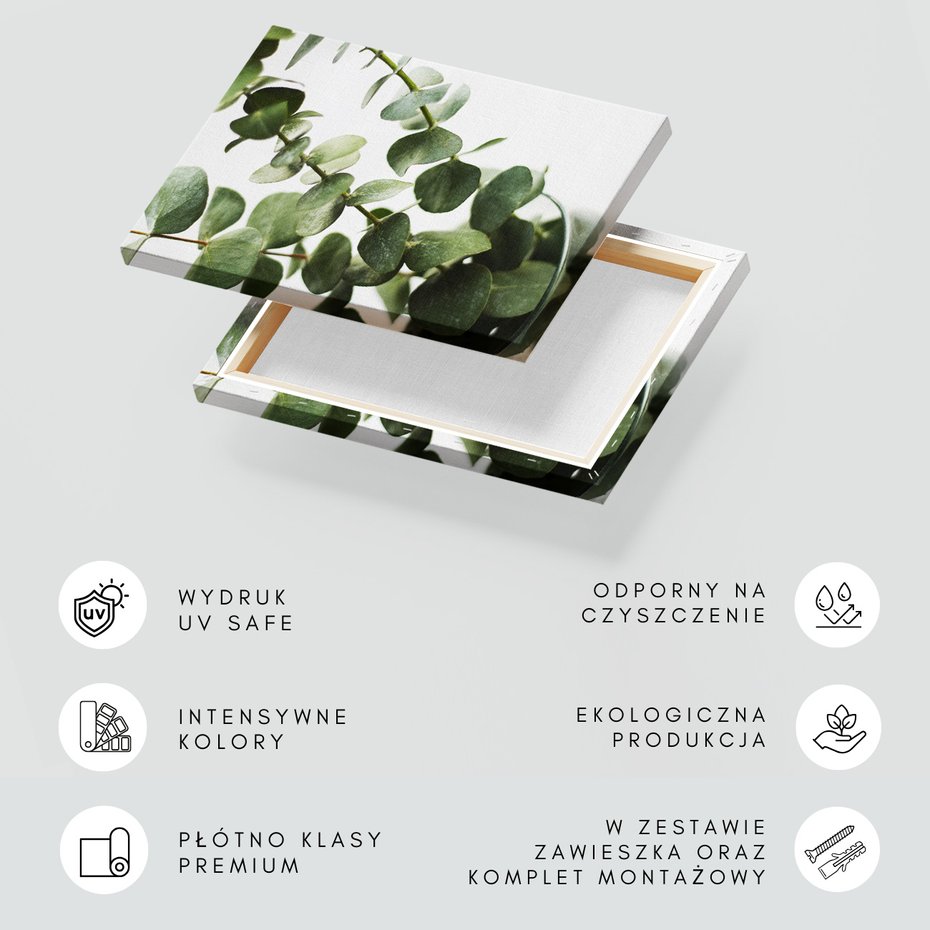 Obraz na płótnie - eukaliptus, liście, roślina