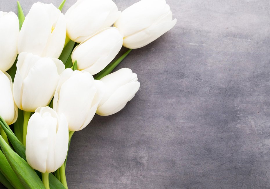 Fototapeta - tulipany, kwiaty, biel,