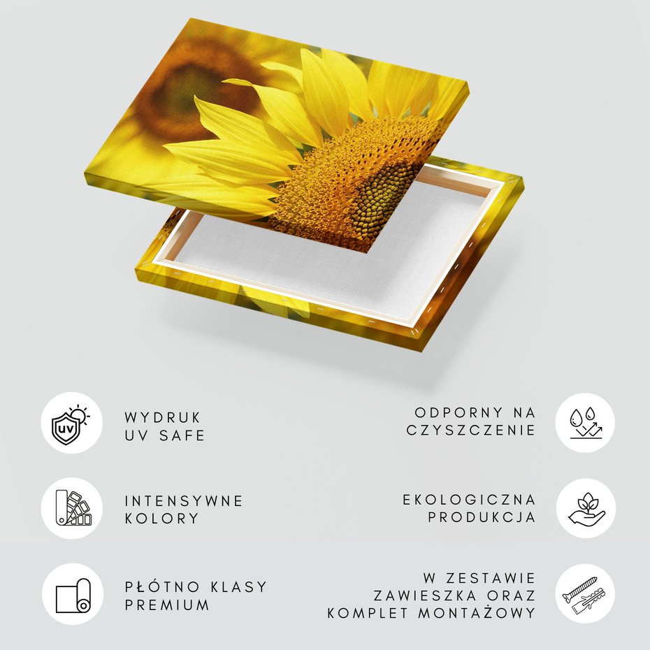 Obraz na płótnie - słonecznik, kwiat, żółty