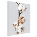 Obraz na płótnie - bawełna, roślina, biel