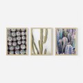 Zestaw obrazy w ramie, plakaty - kaktusy, rośliny, kolce - rama drewno