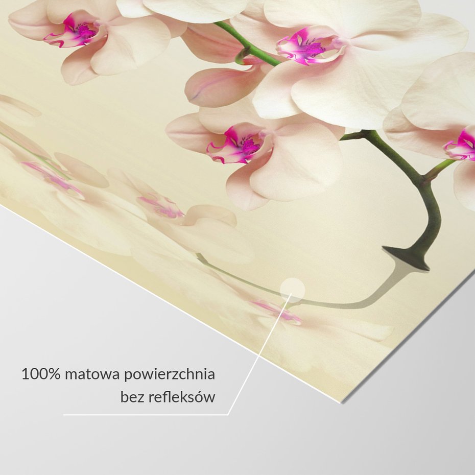 Fototapeta - orchidee, kwiaty, elegancja